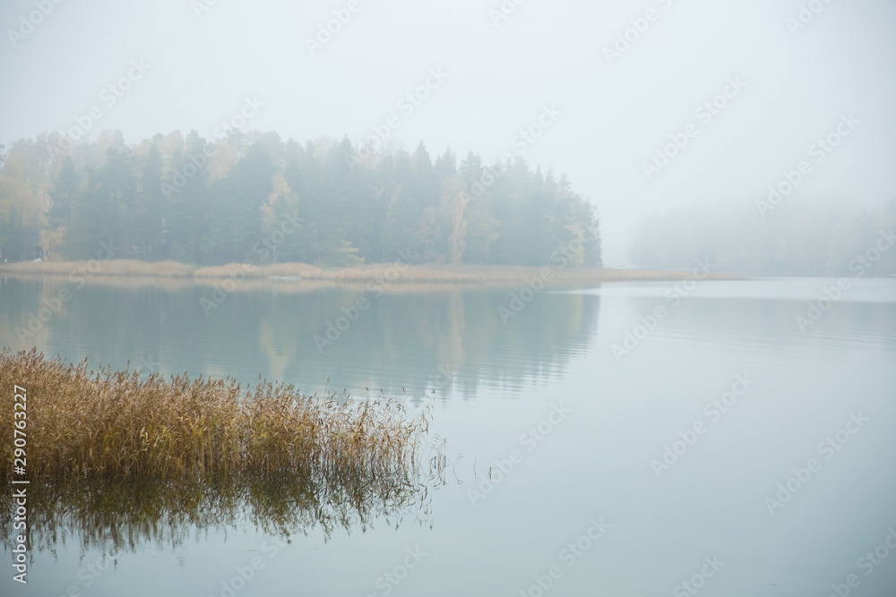 Fototapeta premium Serene Scandinavian fall landscape of Southern Finland, Espoo in foggy day. Colorful autumn forest reflecting in calm sea water. Fallen leaves on water surface and misty sea. Serene Scandinavian fall 
