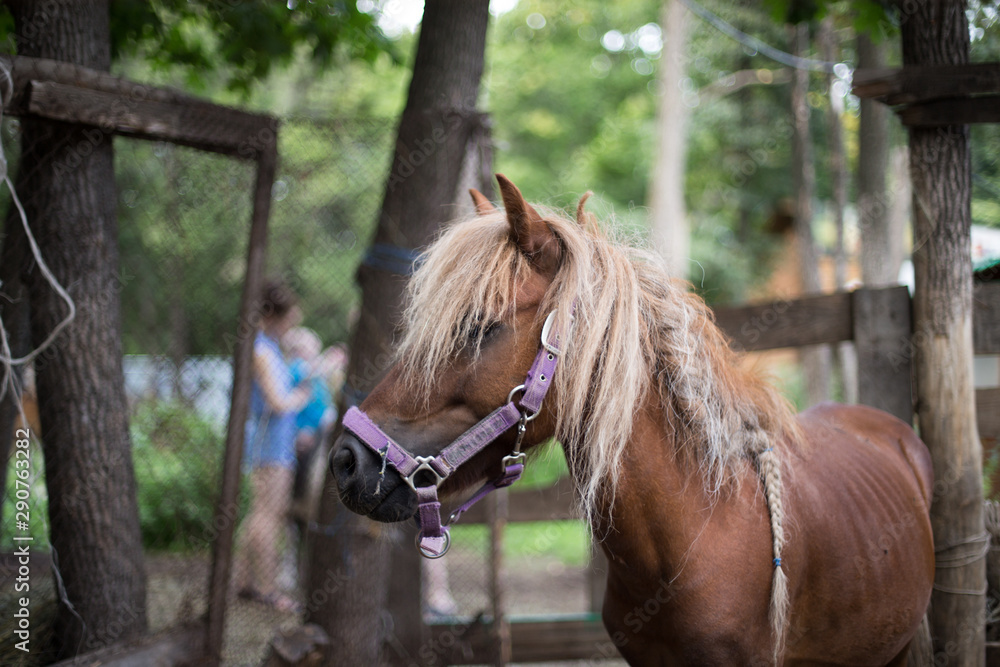 portrait of a red horse