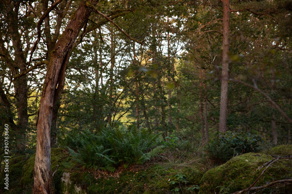 Early morning Forest Early morning Forest