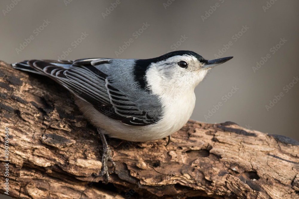 Obraz premium White-breasted Nuthatch