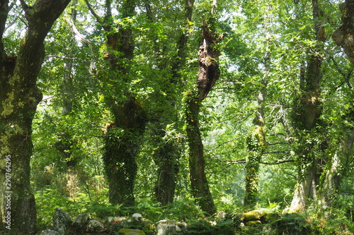 bosque de carballos, arbol tipico cgallego de tronco nudoso, hojas, verdes y pequeñas, altura mediana, su fruto es la bellota, en el curso del rio ulla, macara, la coruña, españa photo