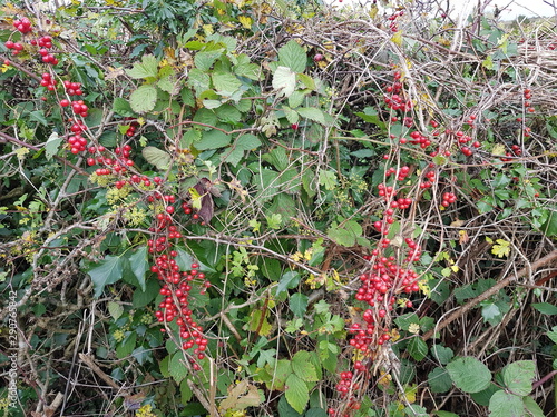 Black Bryony Berries Hedgerow photo