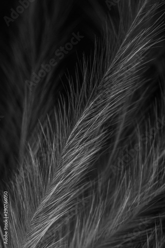 A super macro black and white photograph of the hairs on a birds feather creating an abstract artistic background design