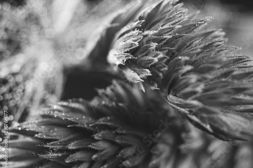 A super macro black and white photograph of a mix of grass and sheaf of plant grains creating an abstract artistic background design © SJM Photos