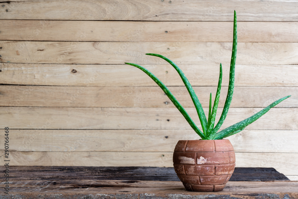 Aloe vera pot plants on wooden table, natural skin therapy concept Aloe vera pot plants on wooden table, natural skin therapy concept