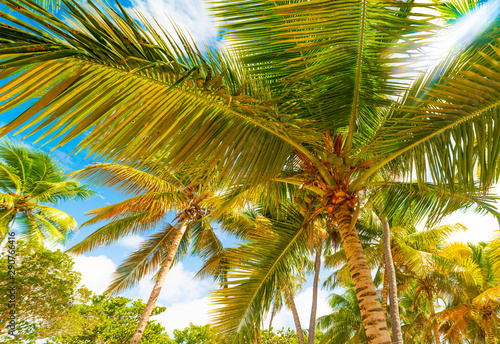 Palm trees under a sun shining in Bois Jolan beach