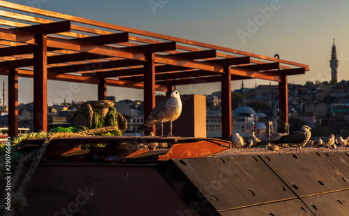 portrait of a seagul in Istanbul, Turkey at golden horn at sunset in a bright sunny day.