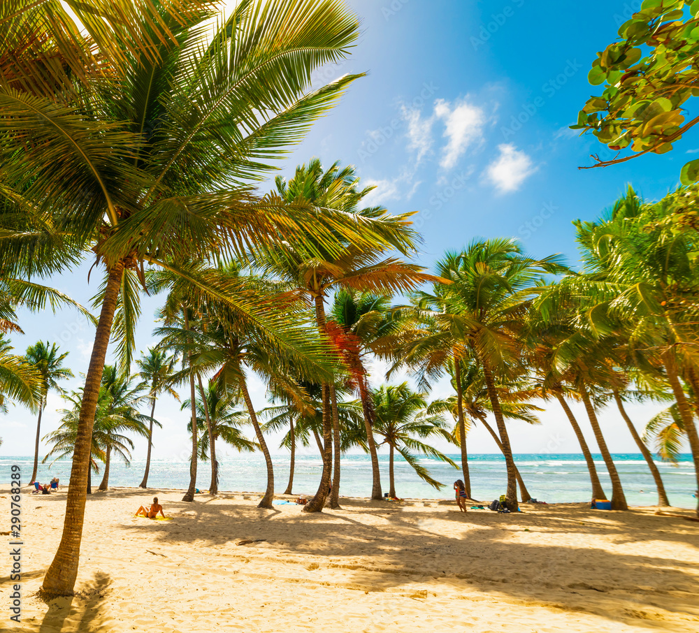 Palm trees and sand in Bois Jolan beach in Guadeloupe Palm trees and sand in Bois Jolan beach in Guadeloupe