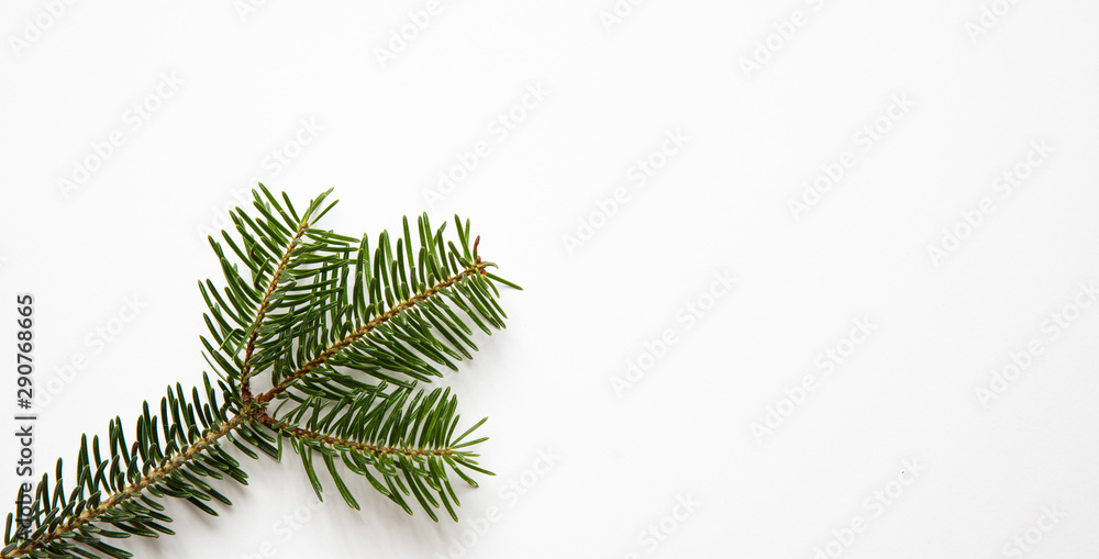 Fir twig on white background, copy space
