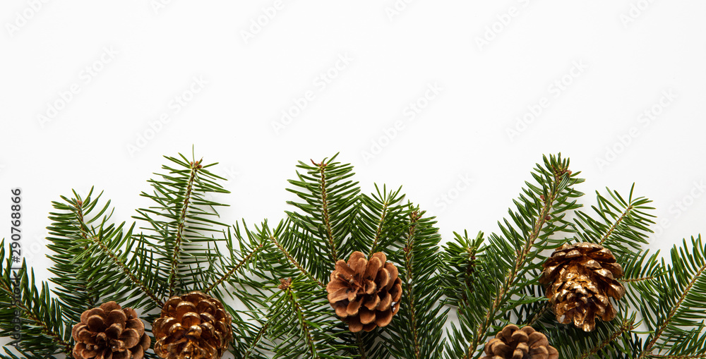 Fototapeta premium Fir twig and pine cones, white background