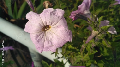 purple flower in the garden