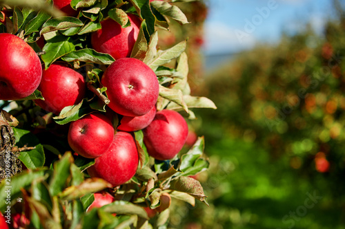 Shiny delicious apples hanging from a tree branch in an apple orchard