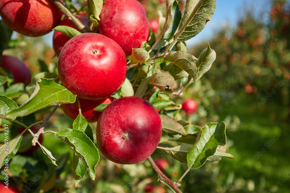 Shiny delicious apples hanging from a tree branch in an apple orchard Shiny delicious apples hanging from a tree branch in an apple orchard