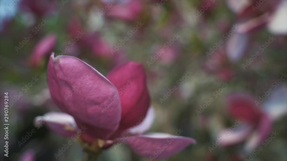 Flowers of pink magnolia. Magnolia tree blossom Flowers of pink magnolia. Magnolia tree blossom