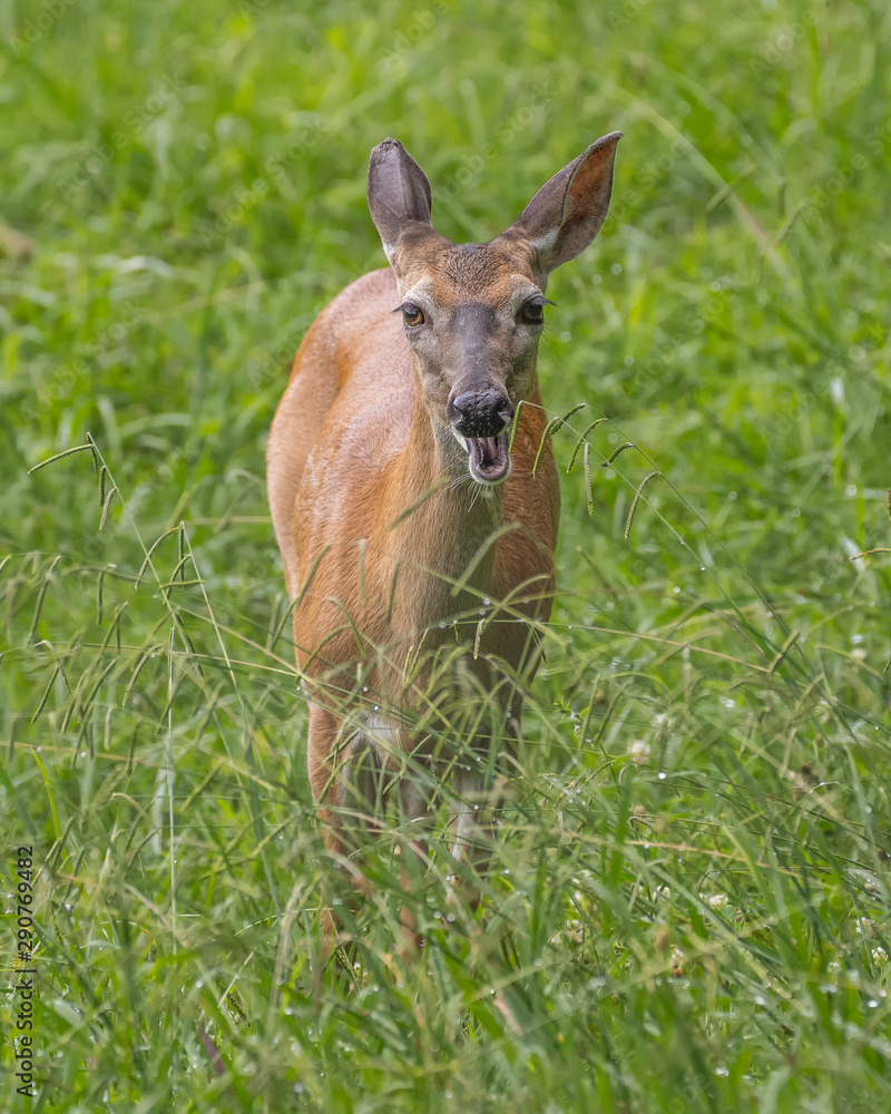Whitetail Deer Whitetail Deer