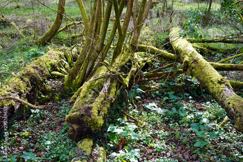 Mossy woodland photo