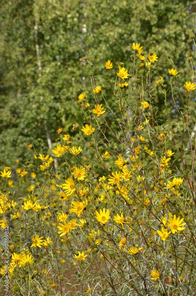 Kleinköpfige Sonnenblumen in Parklandschaft blühen gelb und wachsen hoch - Helianthus microcephalus 'Lemon Queen' - Helianthus microcephalus 
