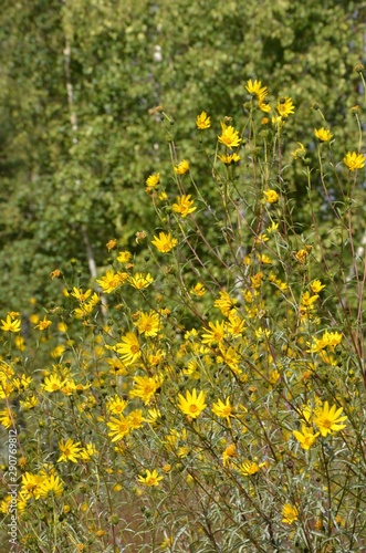 Kleinköpfige Sonnenblumen in Parklandschaft blühen gelb und wachsen hoch - Helianthus microcephalus 'Lemon Queen' - Helianthus microcephalus "Lemon Queen"