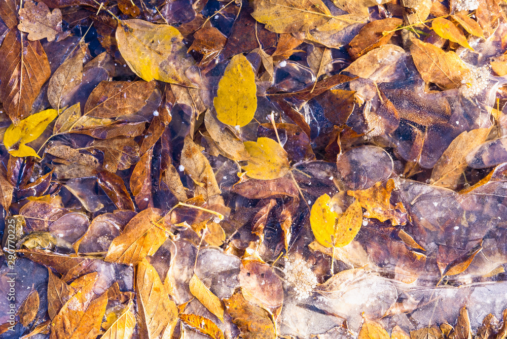 Winter and autumn natural background with fallen leaves frozen in ice