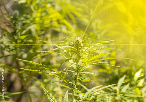 Cannabis Bl  te in einer Hanfplantage