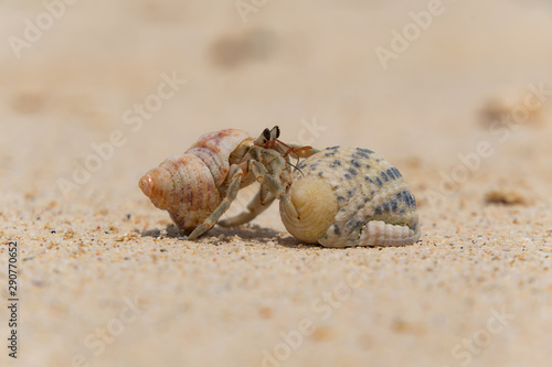 Tableau sur toile 砂浜で戯れるヤドカリ