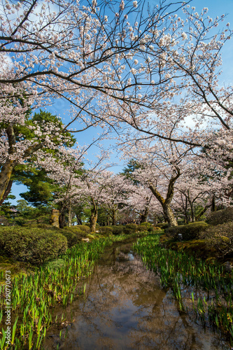 金沢の春 兼六園でお花見 Stock Photo Adobe Stock