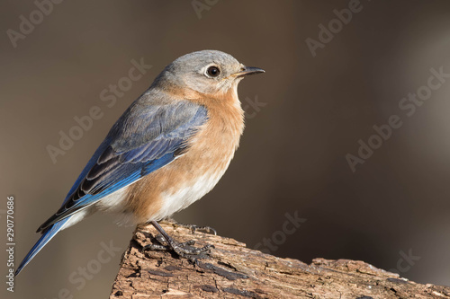 Eastern Bluebird © mattcuda