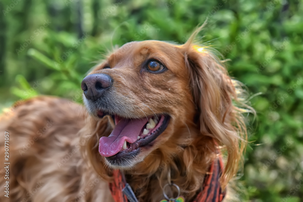 red spaniel in the forest