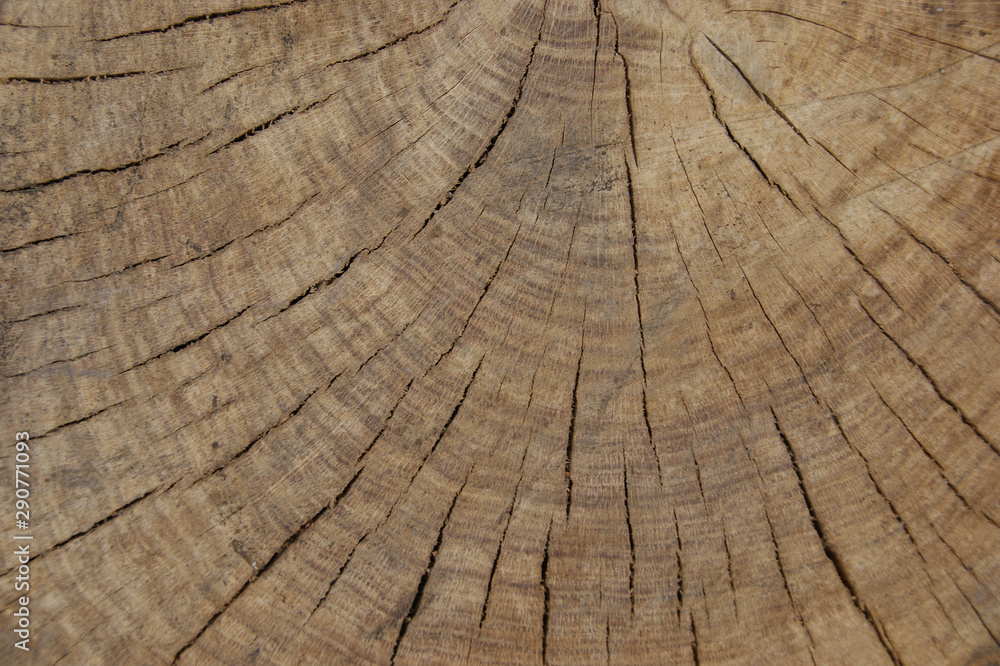 Fototapeta premium old vintage wood. antique wood texture