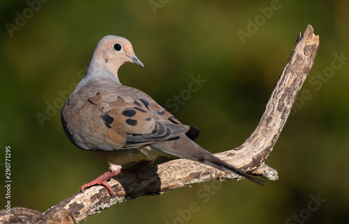 Mourning Dove