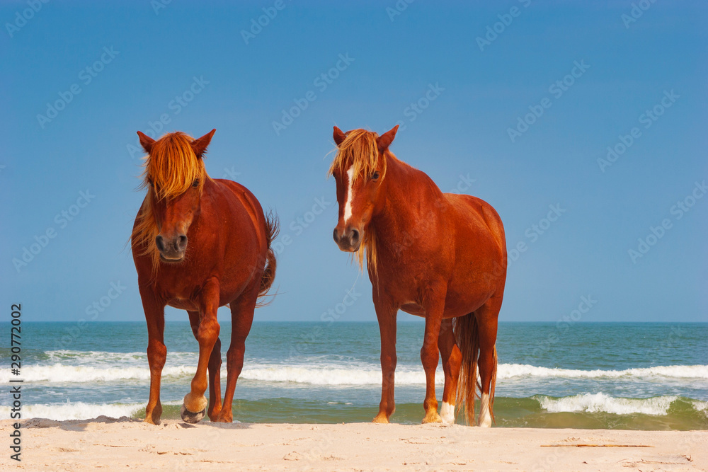 Wild horses roam freely at a campground at Assateague Island, a long barrier island off the Atlantic Coast of the state of Maryland. Wild horses roam freely at a campground at Assateague Island, a long barrier island off the Atlantic Coast of the state of Maryland.