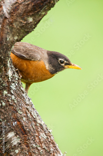 American Robin