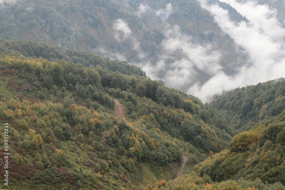 Fototapeta premium Misty beech forest on the mountain slope in a nature reserve.Artvin /Turkey