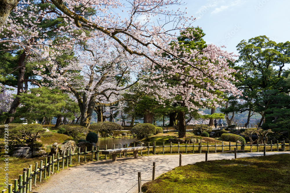 金沢の春 兼六園でお花見 金沢の春 兼六園でお花見