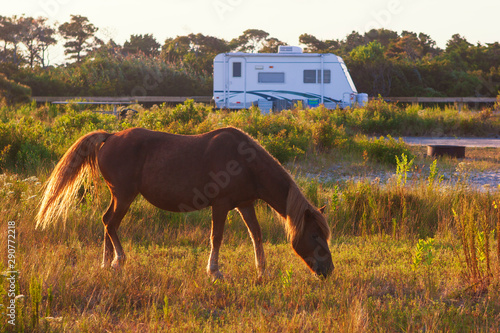 Wild horses roam freely at a campground at Assateague Island, a long barrier island off the Atlantic Coast of the state of Maryland. photo