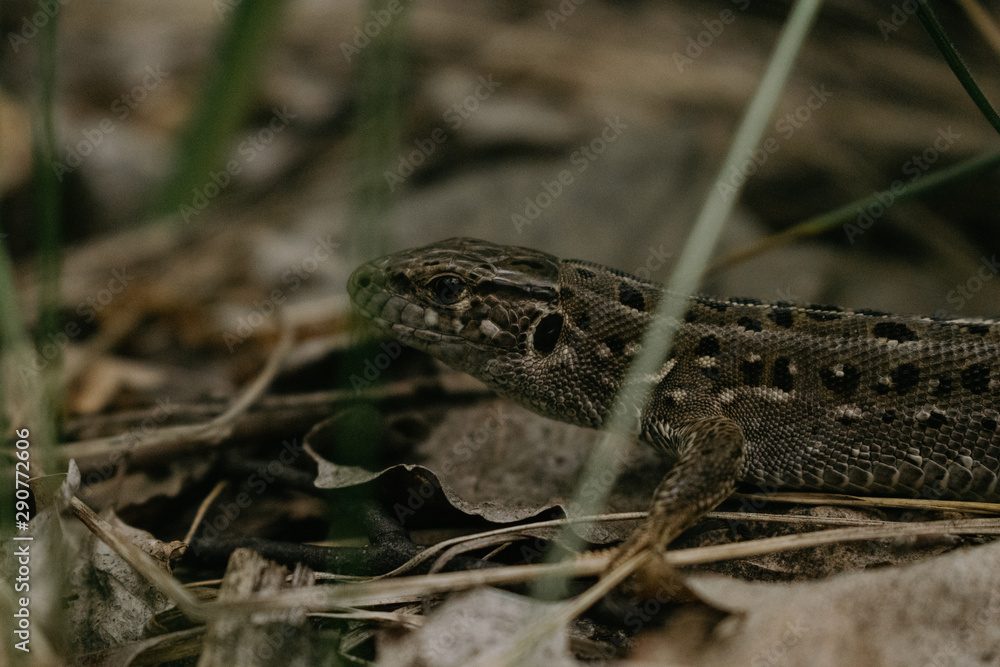 lizard in the grass lizard in the grass