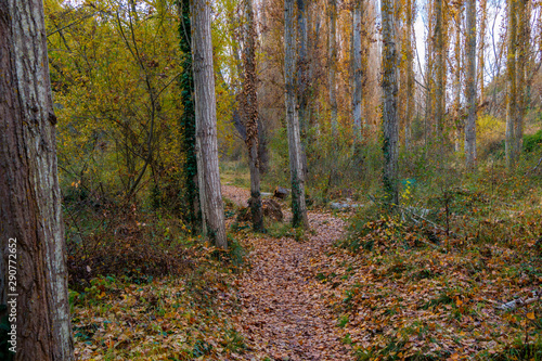 Forest with yellow and green trees 