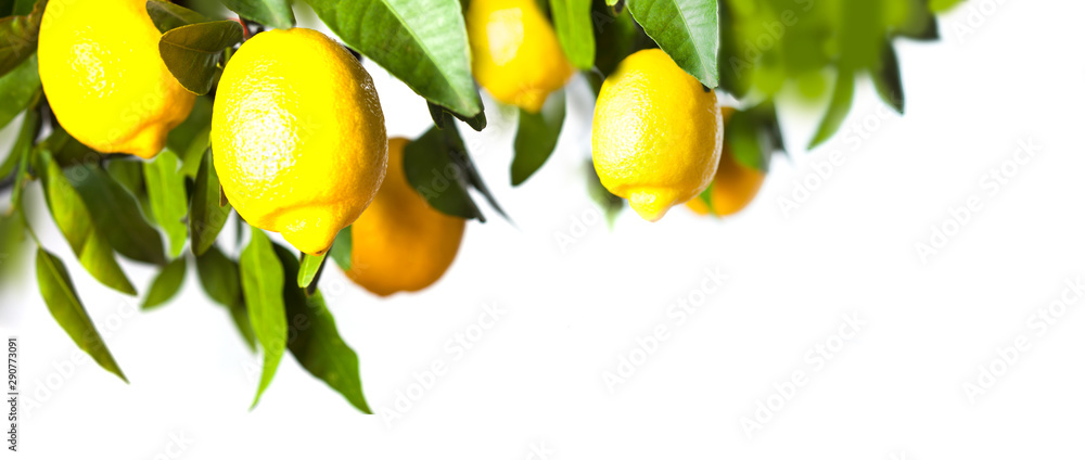 Lemon tree with green leaves, branch isolated