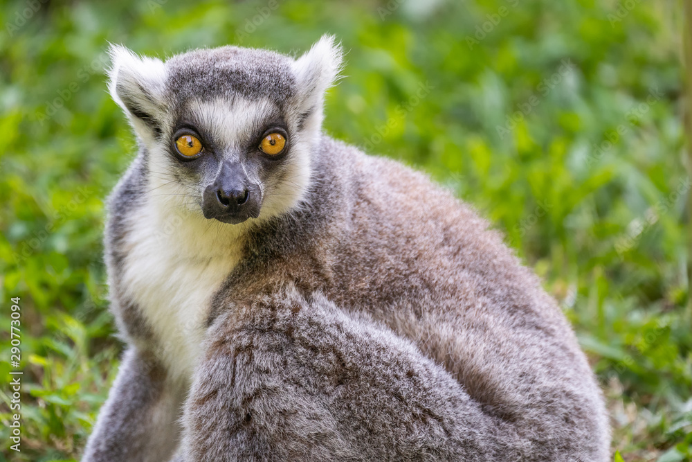 Fototapeta premium Ring-tailed Lemur