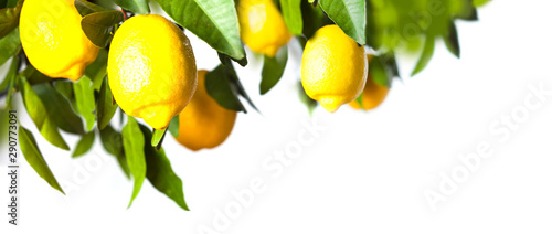 Lemon tree with green leaves, branch isolated