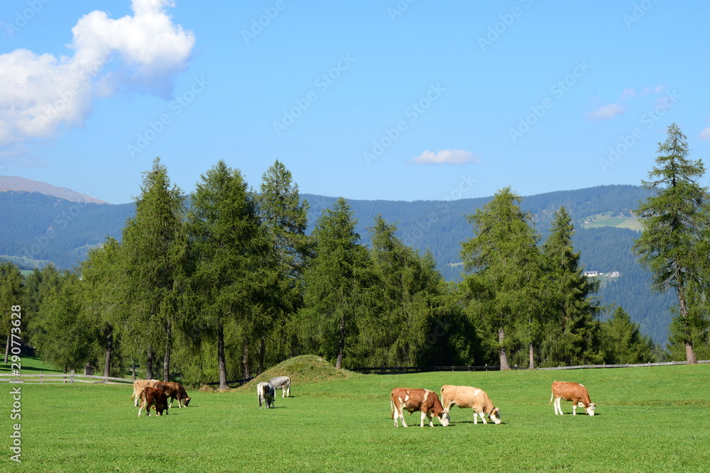 Almwiese - Bergpanorama Südtirol mit grasenden Kühen, grünen Wiesen, Lärchen und blauen Himmel mit weißen Wolken