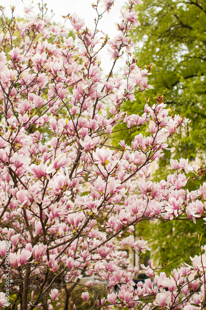 Flowering Magnolia liliflora in the city park Flowering Magnolia liliflora in the city park