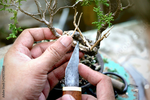 Making bonsai trees, Peeling bark a Japanese knife Handmade accessories of bonsai tools, Bonsai tree Concept.