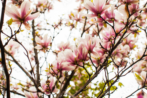 Flowering Magnolia liliflora in the city park