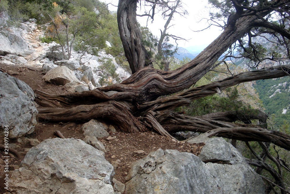wild juniper in the mountains of Sardinia