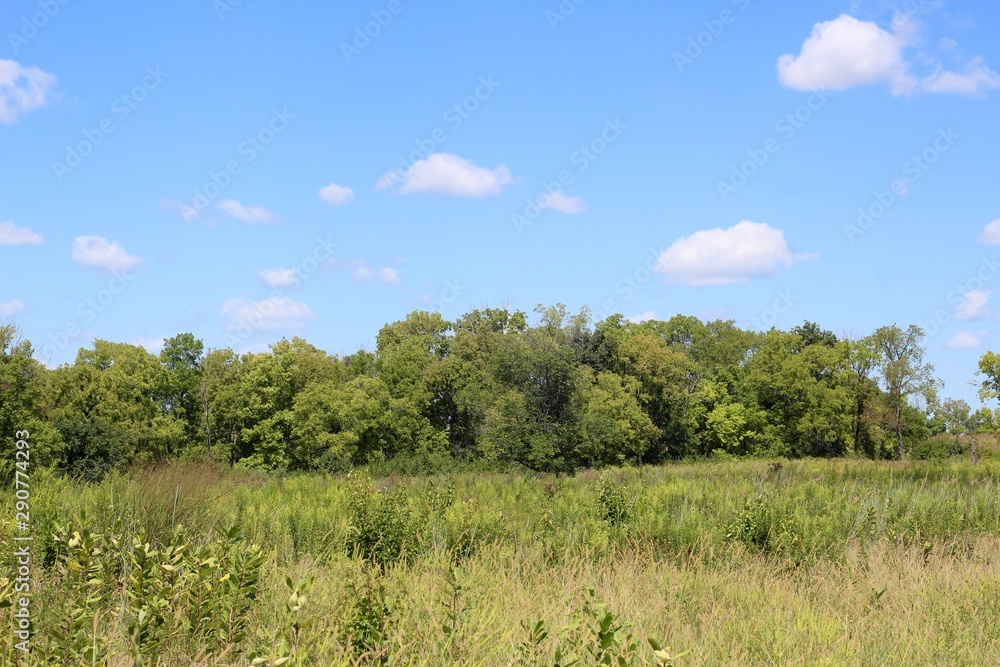 The beauty of the tall grass field and the white clouds. The beauty of the tall grass field and the white clouds.