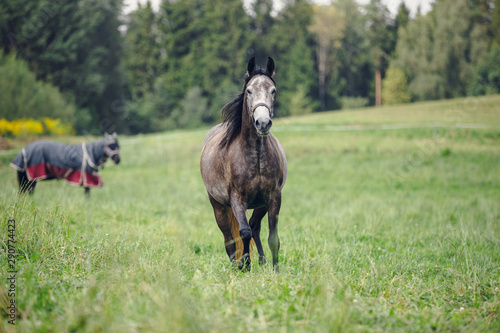portrait of mare horse running in green field