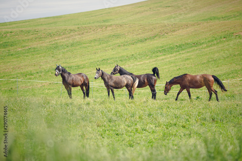 portrait of horse herd standing in green field