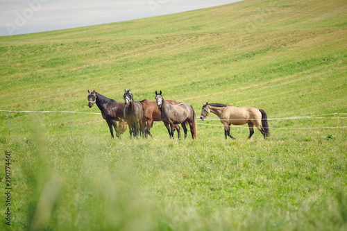 horse herd standing in green field © vprotastchik