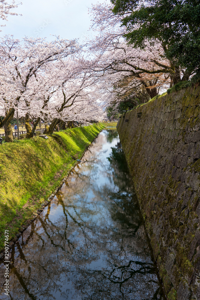 桜と金沢城